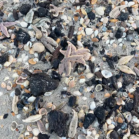Oda ve Kahvaltı Hart Petten