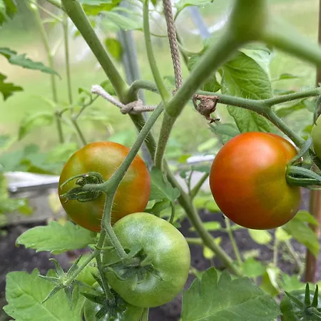 Hart Bed & Breakfast