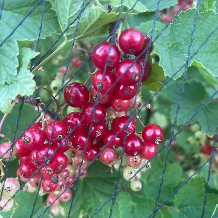 Hart Bed & Breakfast