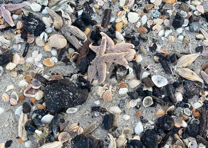 Bed & Breakfast Hart Petten