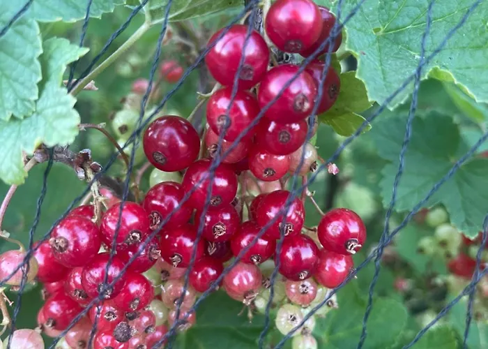 Hart Bed & Breakfast