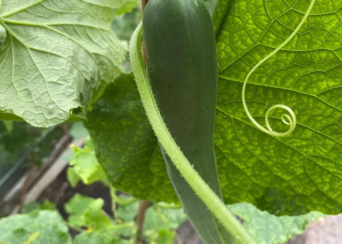 Bed & Breakfast Hart