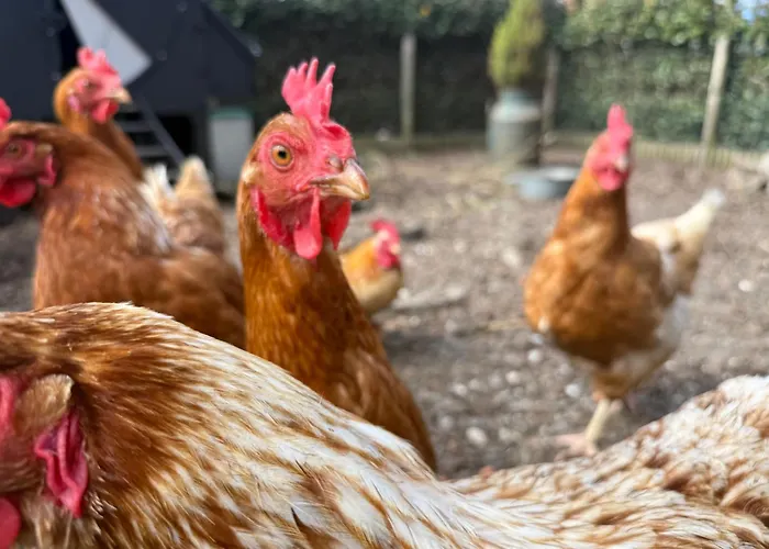 Bed & Breakfast Hart 4*